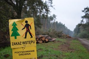 Rada Ochrony Pracy: bezpieczeństwo w&nbsp;leśnictwie