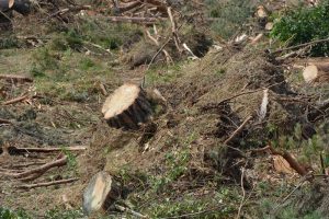 Ranking błęd&oacute;w drwali