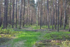 Stoi ponad 50 leśnictw