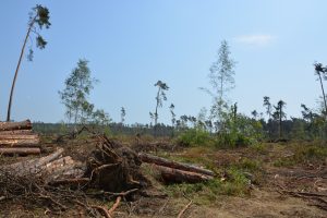 Wypadek w&nbsp;Kąkolewnicy