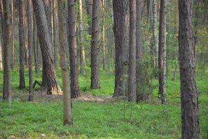 Konsultanci w&nbsp;lasach