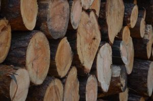 Więcej pieniędzy na&nbsp;usługi leśne