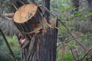 Wypadek przy nielegalnej ścince